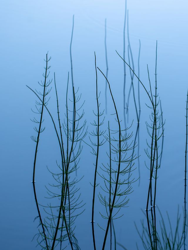 Hippuris vulgaris? No: Equisetum sp.